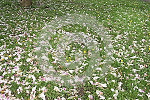 pink magnolia flowers on the lawn