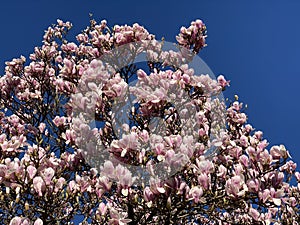 Pink magnolia flowers and pure blue sky