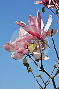 Pink magnolia flowers in a spring park. Magnolia Susan. Flower background