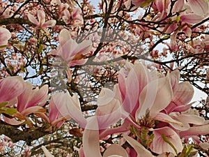 Pink magnolia flowers on a tree