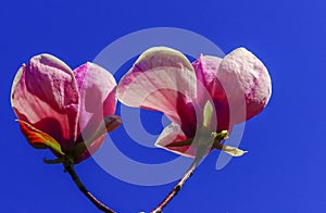 Pink Magnolia flowers on tree branch, Magnolia tree blossom, magnolia bud