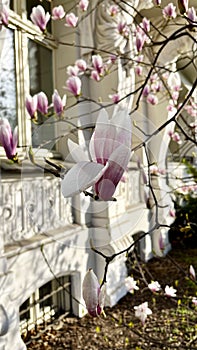 Pink magnolia flowers on a tree in the city. Poland