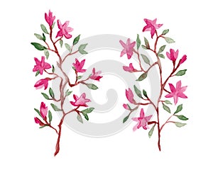 Pink magnolia flowers watercolor painting set - hand drawn blossom branch isolated on white