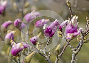 Pink magnolia freshman