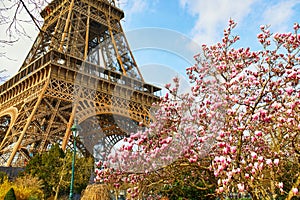 Pink magnolia in full bloom and Eiffel tower over the blue sky