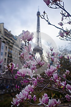 Pink magnolia in full bloom and Eiffel tower over the blue sky.