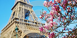 Pink magnolia in full bloom and Eiffel tower over the blue sky