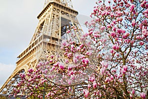 Pink magnolia in full bloom and Eiffel tower over the blue sky