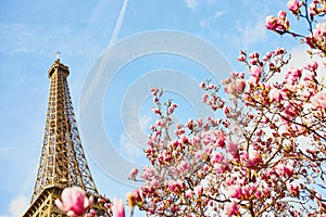 Pink magnolia in full bloom and Eiffel tower over the blue sky