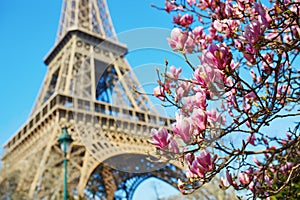 Pink magnolia in full bloom and Eiffel tower over the blue sky