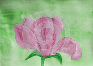 Pink magnolia on green