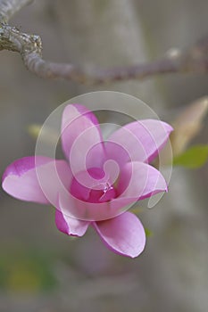 Pink magnolia grows in a city park