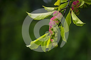 Pink Magnolia kobus fruit on a tree close-up Magnoliaceae deciduous. leaf