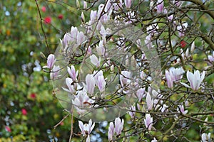 Pink magnolia liliflora flowers tree