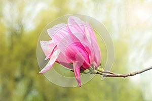 Pink magnolia (Magnoliaceae), blossoms in spring