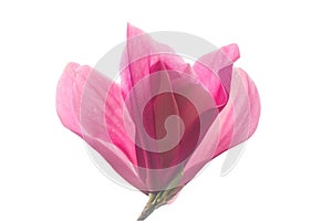 Pink magnolia (Magnoliaceae), blossoms in spring