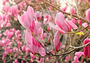 Pink magnolia (Magnoliaceae), blossoms in spring