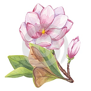 Pink magnolia, peony. Branch flower, buds, leaves. Blooming floral clipart. Hand drawn watercolor illustration isolated