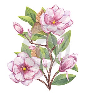 Pink magnolia, peony. Branch flower, buds, leaves. Blooming floral clipart. Hand drawn watercolor illustration isolated