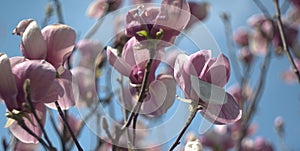 Pink magnolia soulangeana flowers against the blue sky