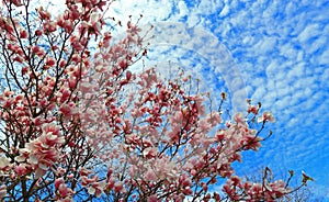 Pink Magnolia Tree