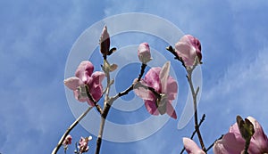 pink Magnolia tree in blossom against a blue cloudy sky. Blooming pink magnolia violet, purple flowers against the blue sky.