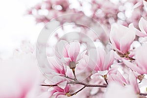 Pink magnolia tree blossom. Beautiful spring background