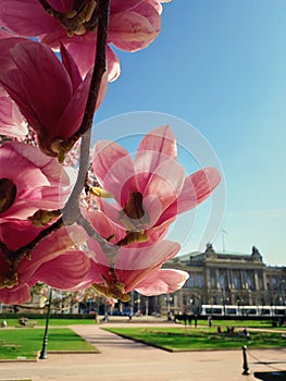 Pink magnolia tree blossoming. Flower buds blooming against National Theatre of Strasbourg in the park Place Republique Jardin,