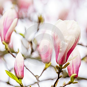 Pink magnolia tree blossoms