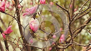 Pink magnolia tree flower park hd footage nobody