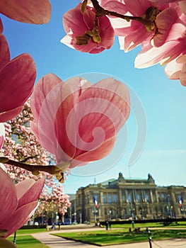 Pink magnolia tree flowers blossoming against National Theatre of Strasbourg in the park Place Republique Jardin, France