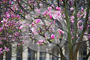 Pink magnolia tree flowers on a spring rainy day in Paris, France