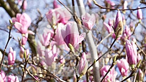 Pink Magnolia tree flowers in springtime. Beautiful view of magnolia soulangeana