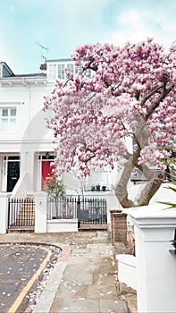 A pink magnolia tree in front on the residential building in London