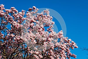 Pink Magnolia Tree In Full Bloom Against A Clear Blue Spring Sky