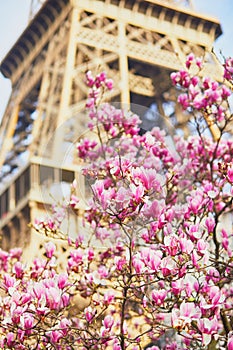 Pink magnolia tree in full bloom near the Eiffel tower in Paris