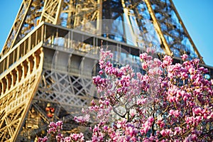 Pink magnolia tree in full bloom near the Eiffel tower in Paris