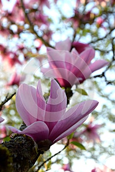 Pink magnolia tree on spring