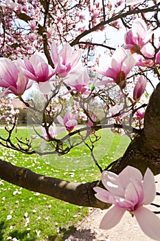 Pink magnolia tree in the spring garden