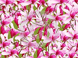 Pink magnolias photo