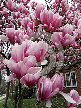 Pink Magnolias on an Overcast Day