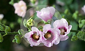 Pink mallow blossoms