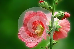 Pink mallow with drops photo