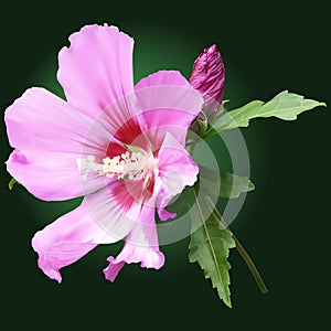 Pink mallow flower with buds