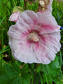 A pink mallow flower