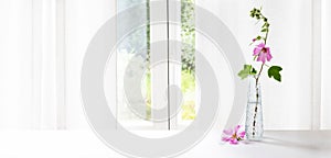 Pink mallow flower Malva in a glass vase at the window in front of a white curtain, panoramic format, copy space