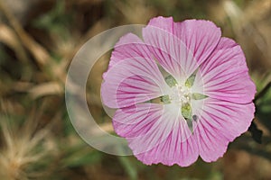 Pink mallow flowers in the foreground