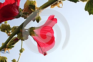 Pink Mallow flowers in the garden.