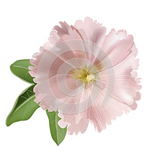 Pink mallow on white background