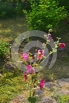 Pink mallows flowers blossoming with a garden in background